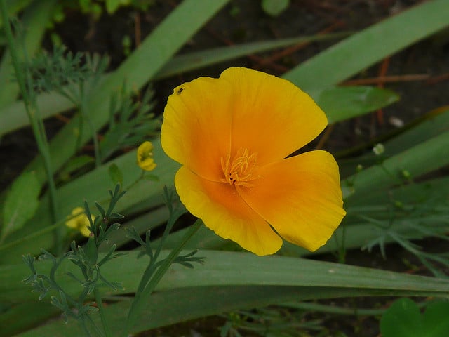 Eschscholzia caespitosa