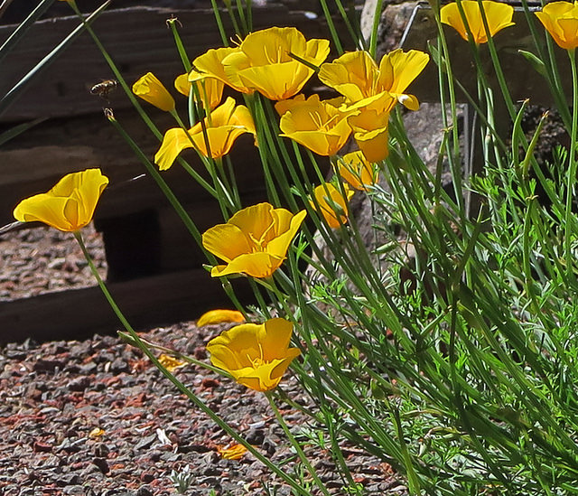 Eschscholzia caespitosa