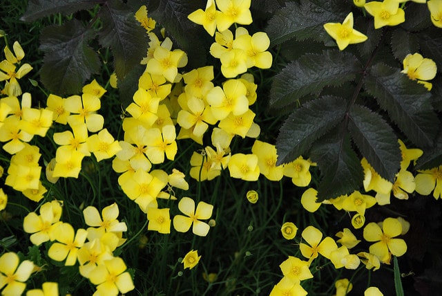Eschscholzia caespitosa