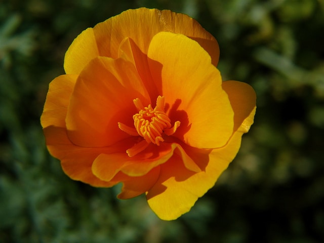 Eschscholzia caespitosa