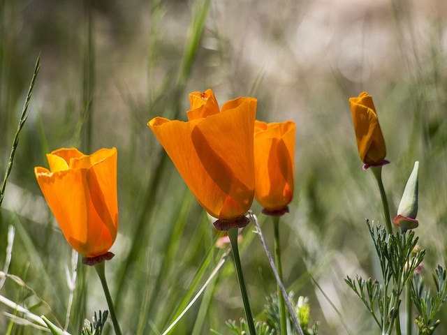 Eschscholzia caespitosa