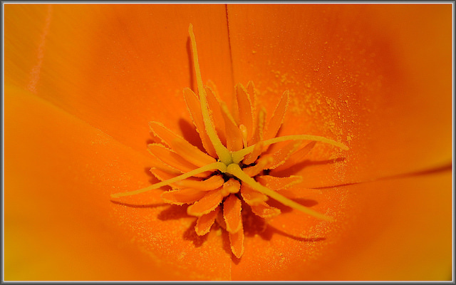 Eschscholzia californica