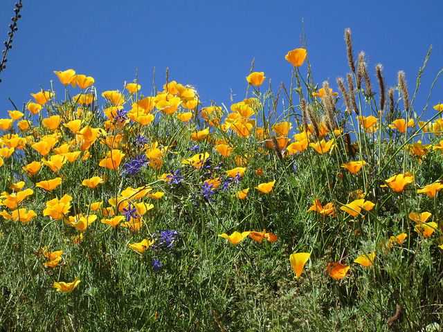 Eschscholzia californica