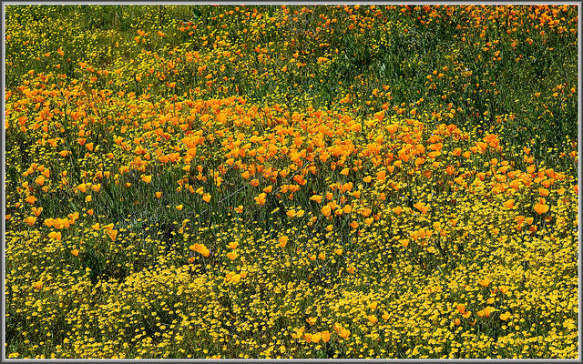 Eschscholzia californica