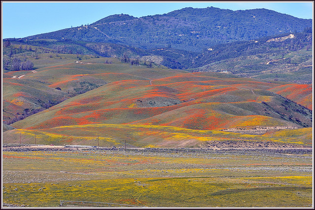 Eschscholzia californica
