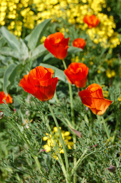 Eschscholzia californica