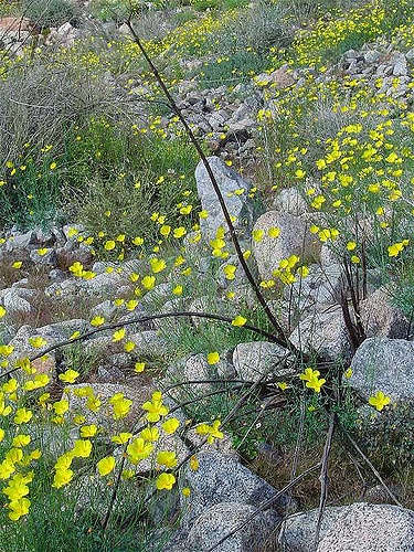 Eschscholzia glyptosperma
