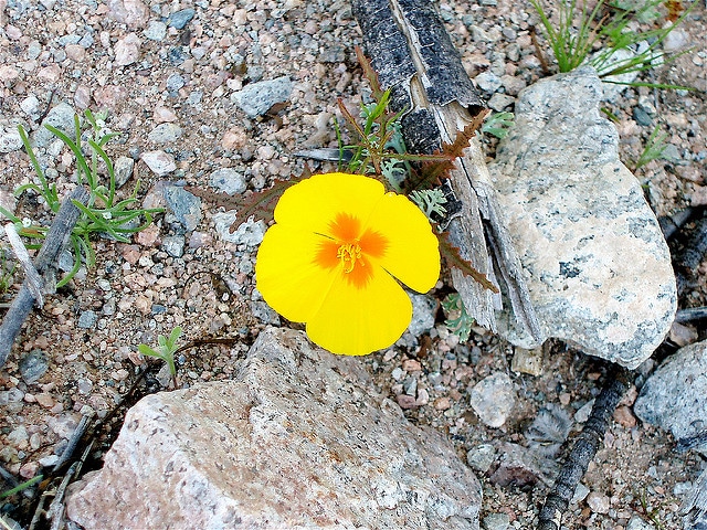 Eschscholzia glyptosperma