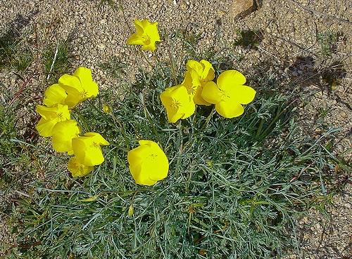 Eschscholzia glyptosperma