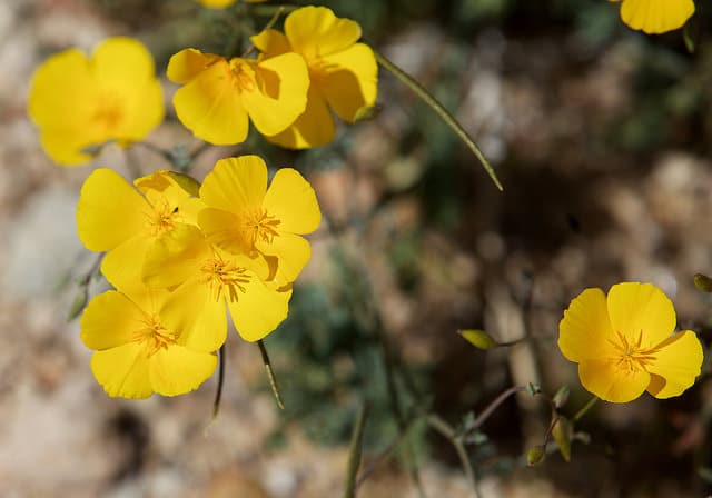Eschscholzia glyptosperma