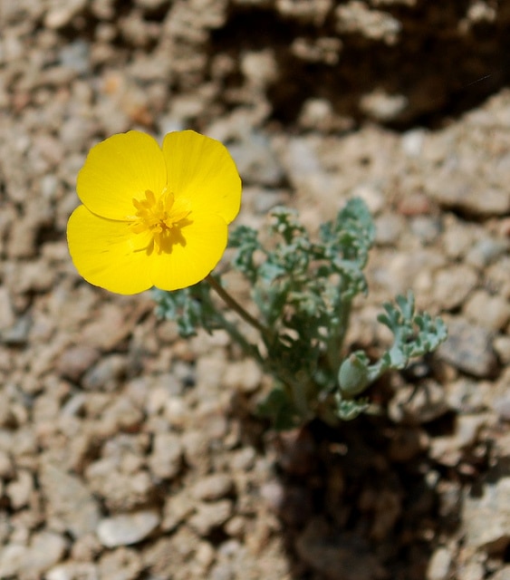 Eschscholzia glyptosperma