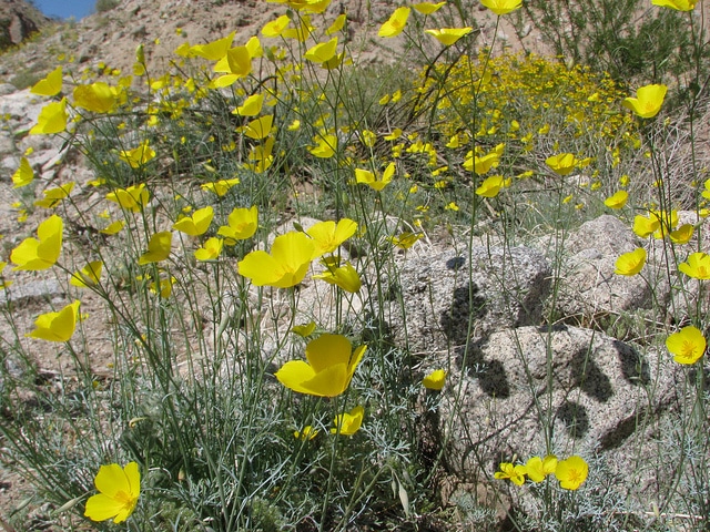 Eschscholzia glyptosperma