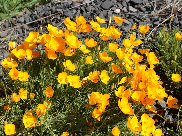 Eschscholzia lobbii