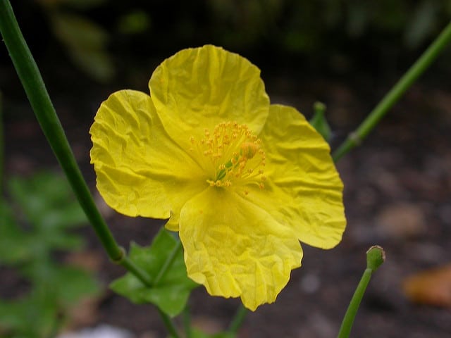 Eschscholzia lobbii