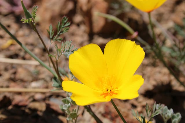 Eschscholzia ramosa