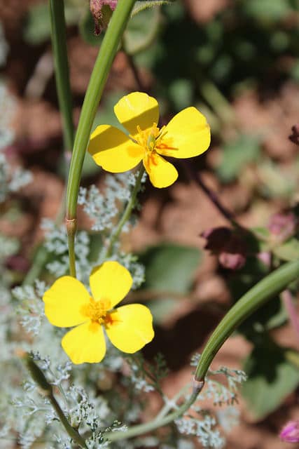 Eschscholzia ramosa