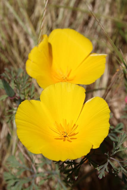 Eschscholzia ramosa