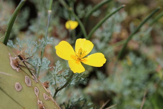 Eschscholzia ramosa
