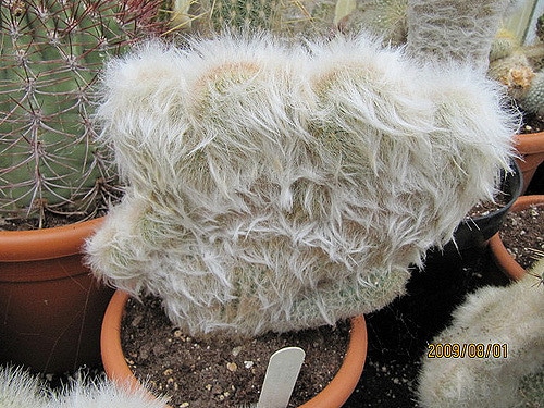Espostoa ritteri