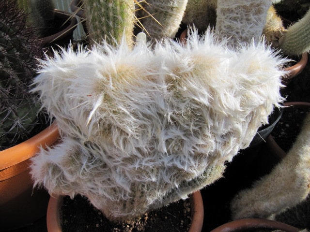 Espostoa ritteri (Espostoa ritteri)