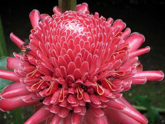 Rose de porcelaine