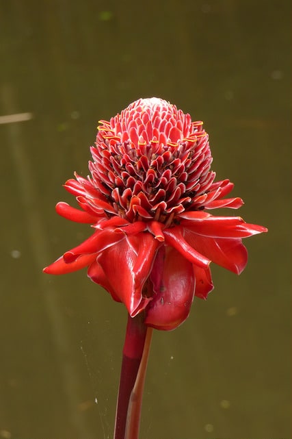 Rose de porcelaine