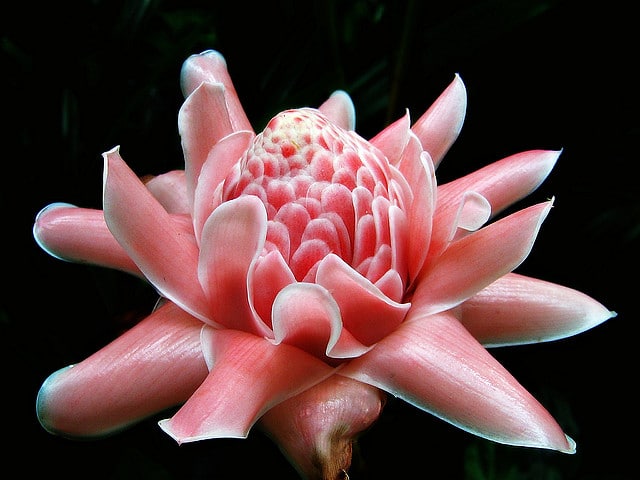 Rose de porcelaine