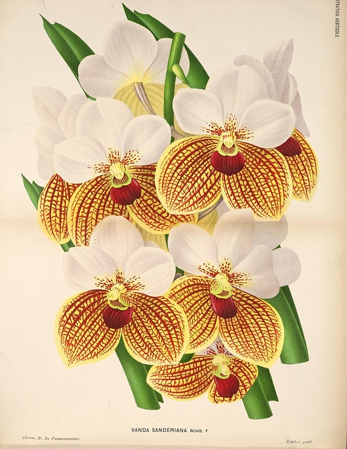 Euanthe sanderiana