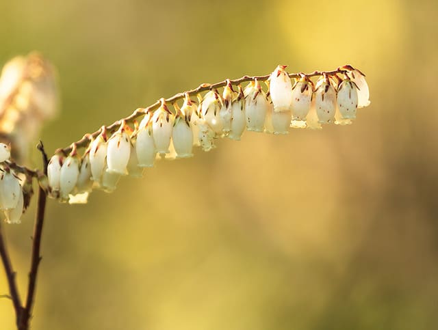 Eubotrys racemosa