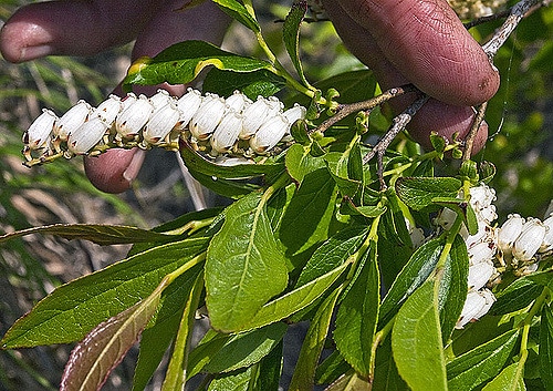Eubotrys racemosa
