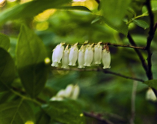 Eubotrys racemosa