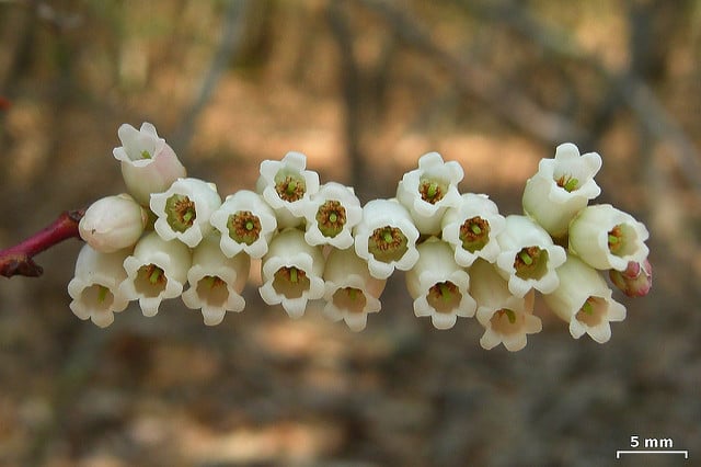 Eubotrys recurva