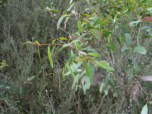 Eucalyptus aggregata