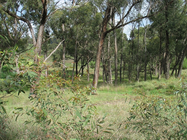 Eucalyptus aggregata (Eucalyptus aggregata)