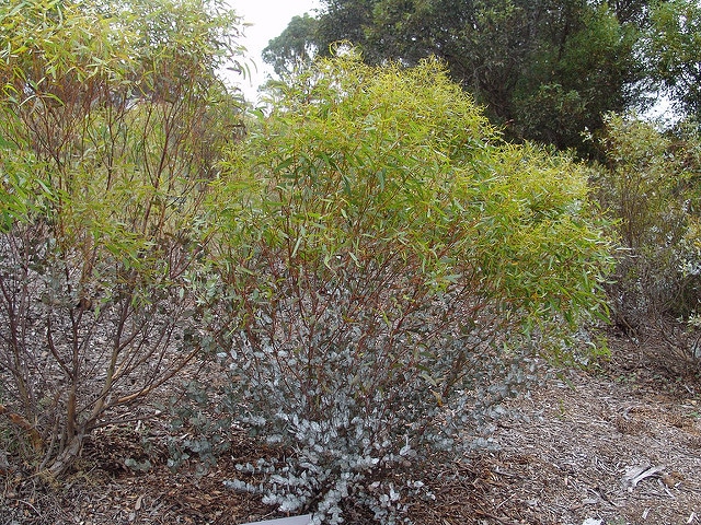 Eucalyptus albida