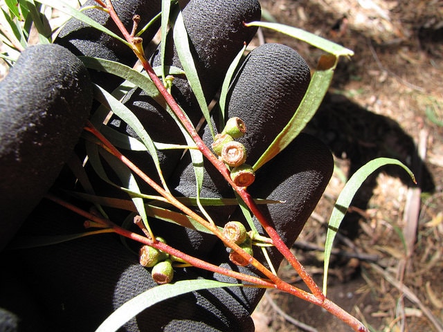 Eucalyptus amygdalina (Eucalyptus amygdalina)