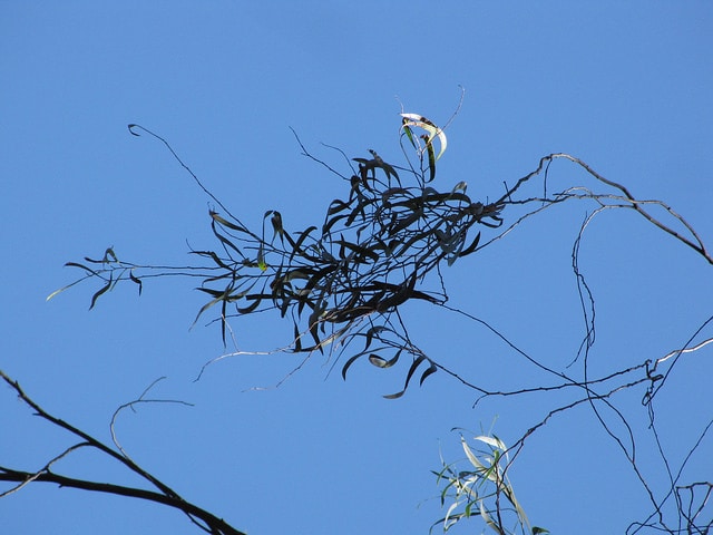 Eucalyptus amygdalina