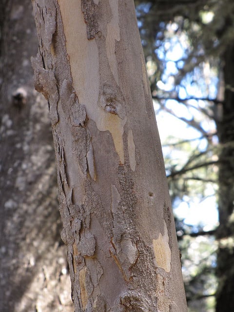 Eucalyptus amygdalina