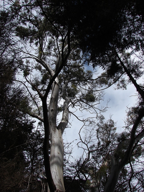 Eucalyptus amygdalina