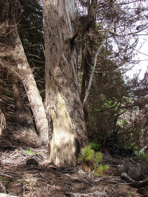 Eucalyptus amygdalina