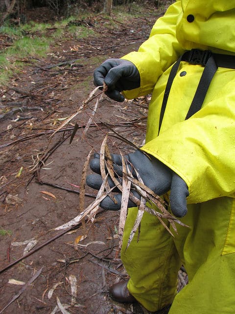 Eucalyptus amygdalina