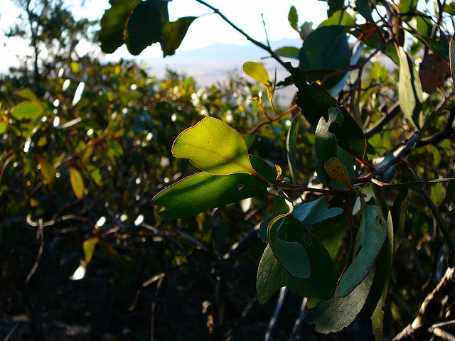 Eucalyptus baxteri (Eucalyptus baxteri)