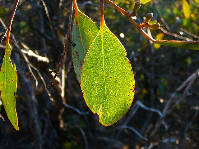 Eucalyptus baxteri