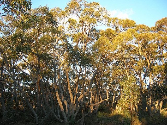 Eucalyptus baxteri