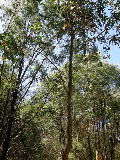 Eucalyptus baxteri