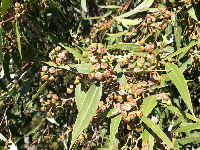 Eucalyptus bosistoana