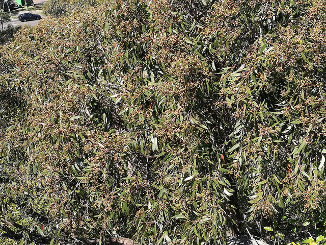 Eucalyptus bosistoana (Eucalyptus bosistoana)