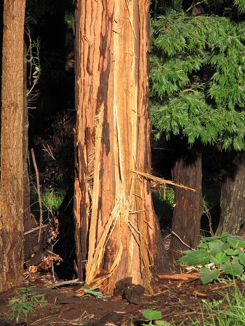 Bangalay (Eucalyptus botryoides)