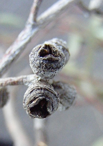 Eucalyptus bridgesiana
