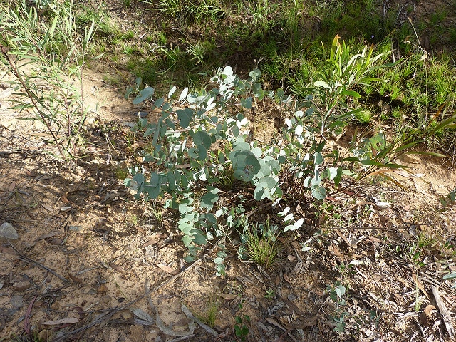 Eucalyptus bridgesiana
